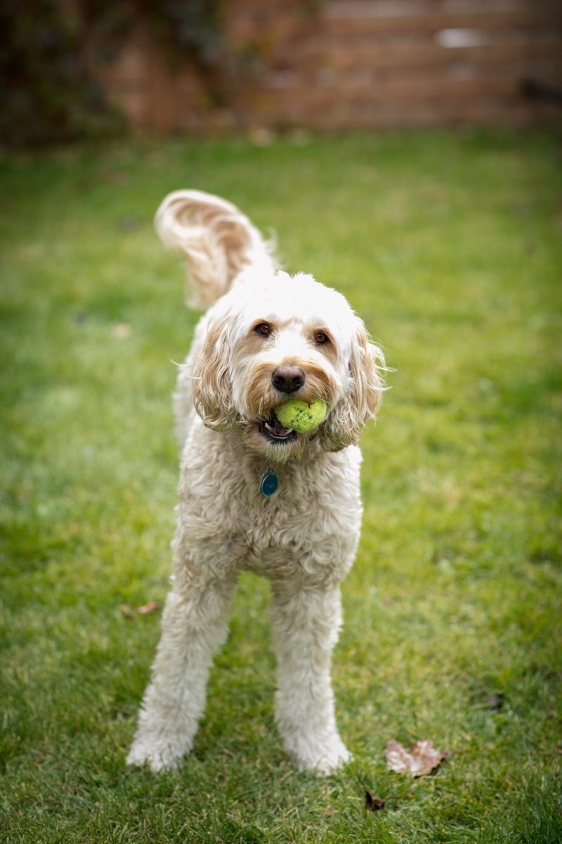 Goldendoodle holding a tennis ball